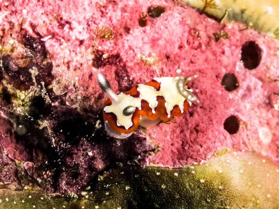 Goniobranchus fidelis